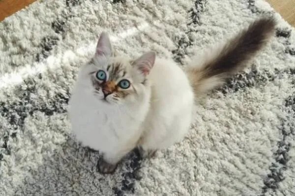 俄罗斯猫品种大全—俄罗斯十大名猫