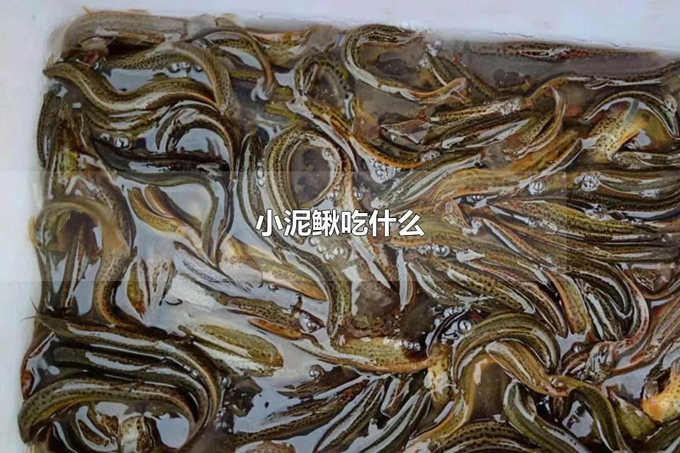 小泥鳅吃什么 泥鳅放清水里能长期养活吗