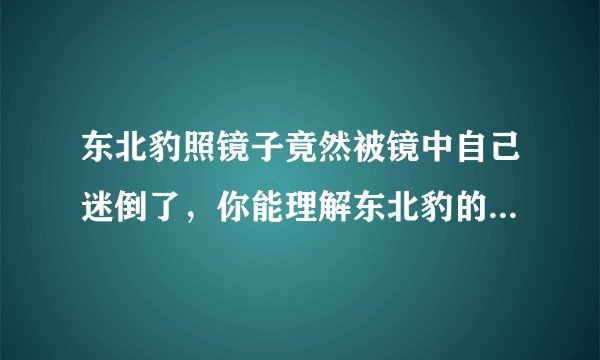 东北豹照镜子竟然被镜中自己迷倒了，你能理解东北豹的这种行为吗？