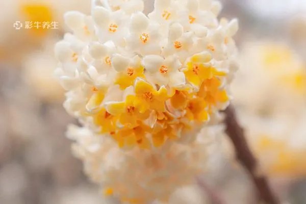 结香花的功效与作用