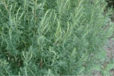 八仙草的功效与作用