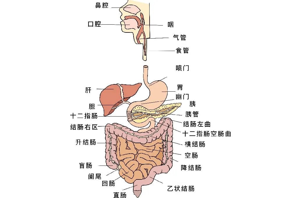 消化系统结构简图