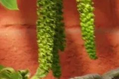 核桃花的功效与作用