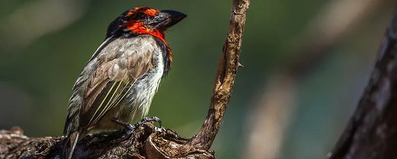 禽类有哪些 禽类是指