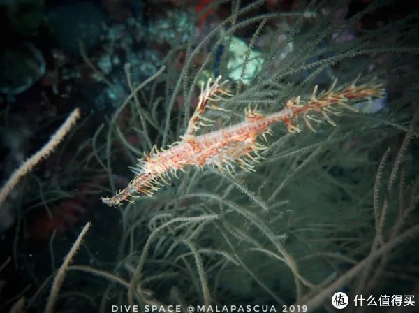 鬼龙是什么,可以吃吗?带大家看一下海底的另一神秘物种!