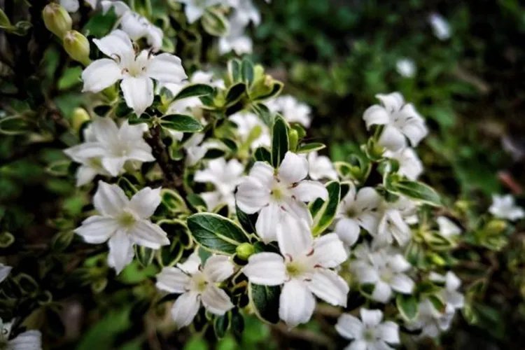 中药六月雪图片大全