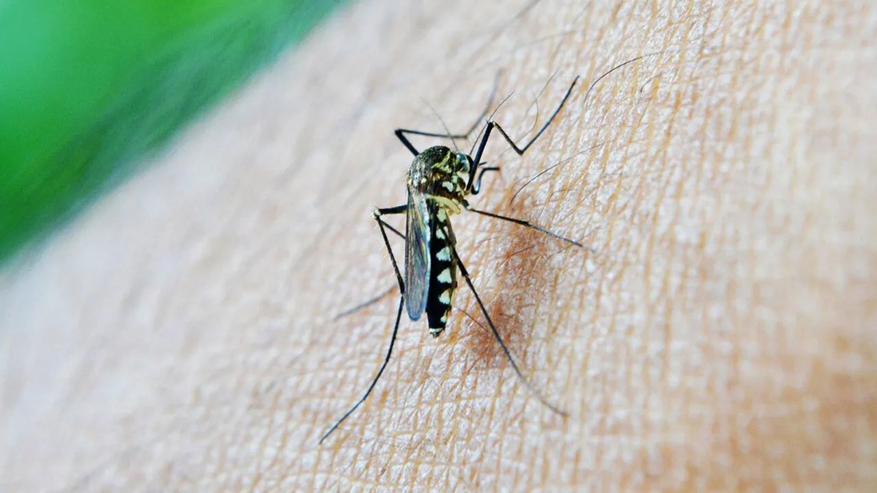 如何诊断登革热