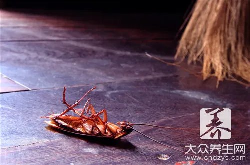 蟑螂的危害