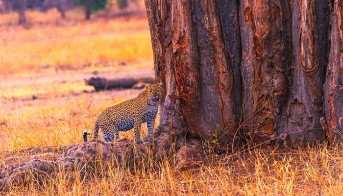 豹子的速度 豹子最快的速度是多少