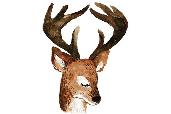 鹿角的功效与作用