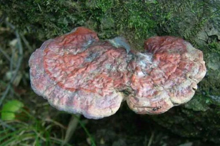 野生灵芝图片大全