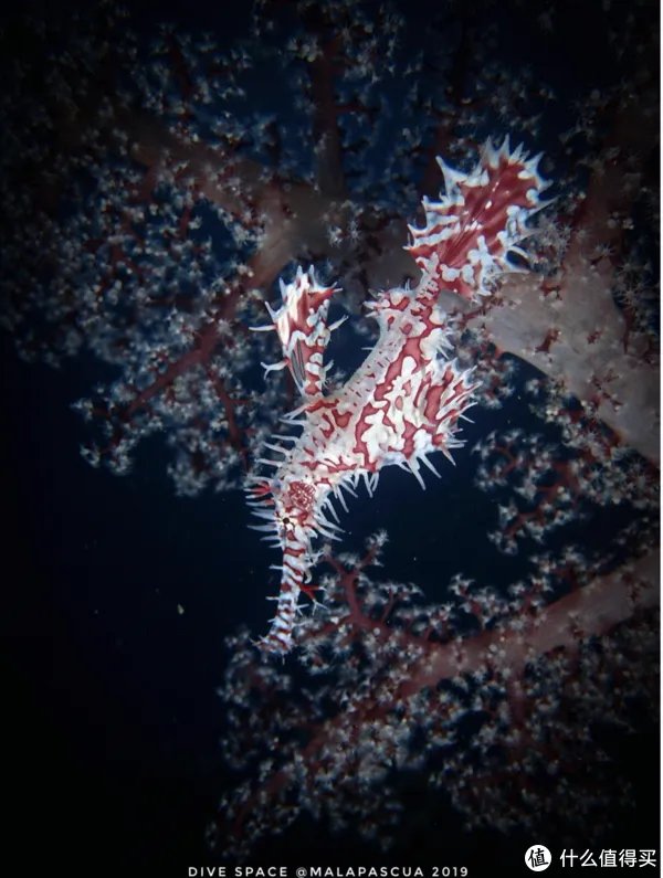 鬼龙是什么,可以吃吗?带大家看一下海底的另一神秘物种!