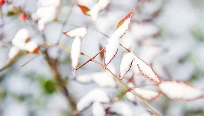 数九是几天一个九 数九天一共多少天