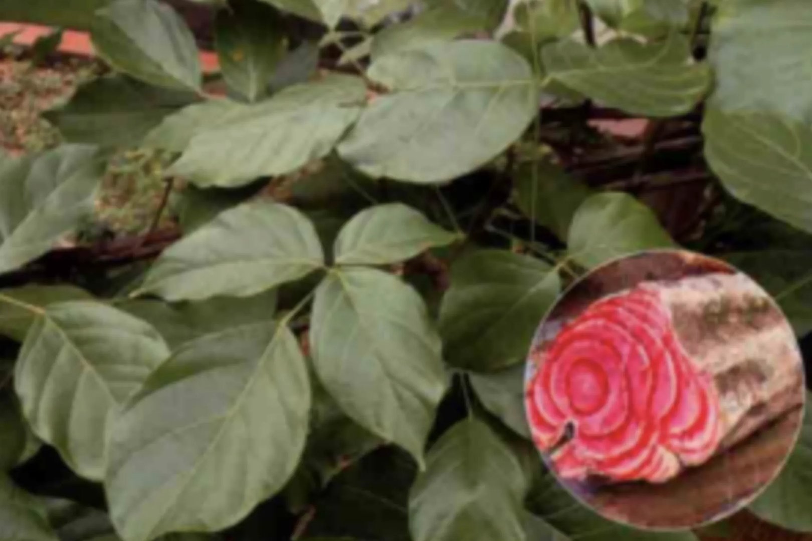 鸡血藤的功效与作用及图片