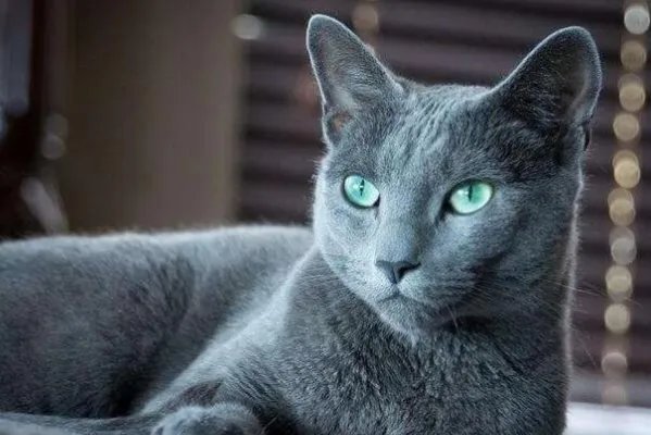 俄罗斯猫品种大全—俄罗斯十大名猫