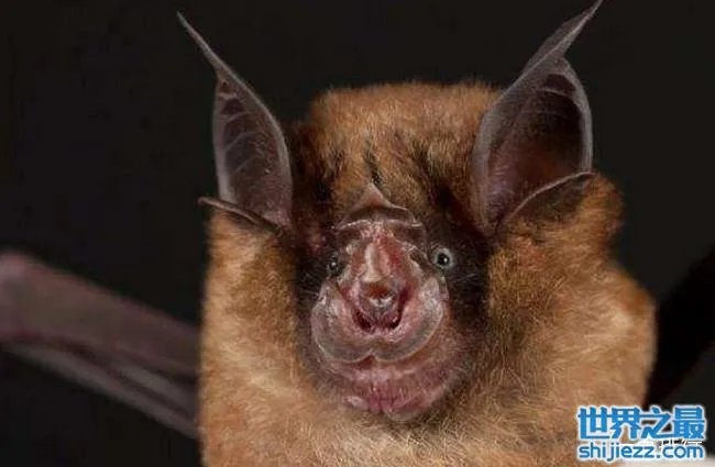 十大最恐怖蝙蝠图片 世界上最可怕的蝙蝠 