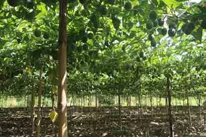 罗汉果图片大全