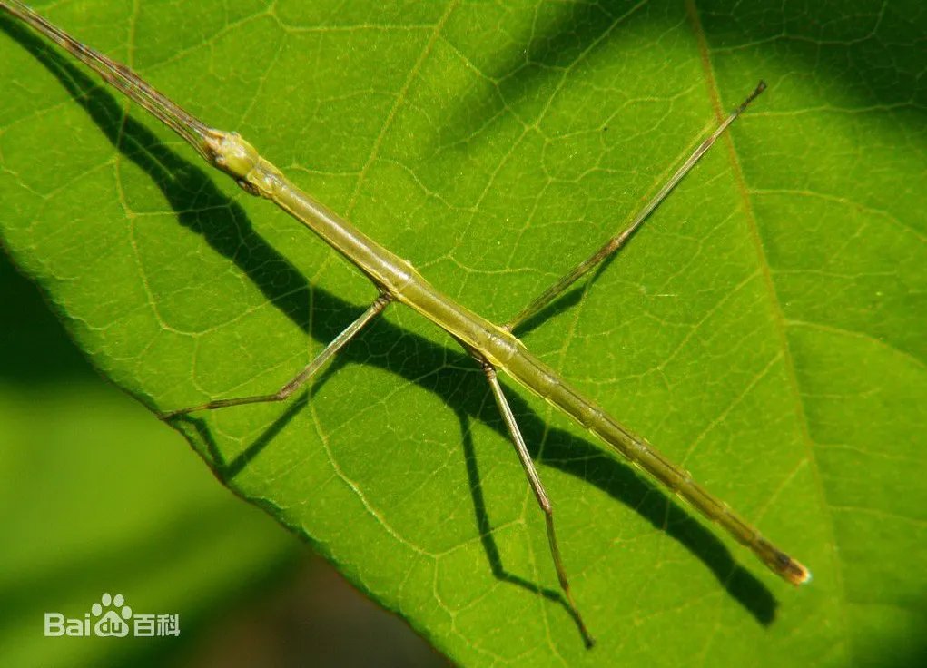 云南普洱现巨型竹节虫是怎么回事?