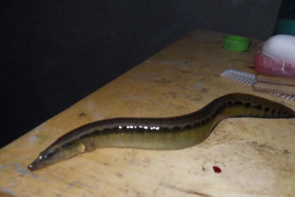 小泥鳅吃什么 泥鳅放清水里能长期养活吗