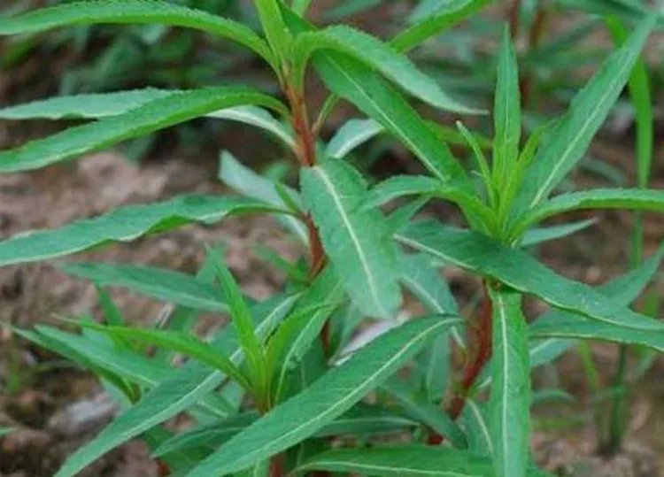 赶黄草的功效与作用