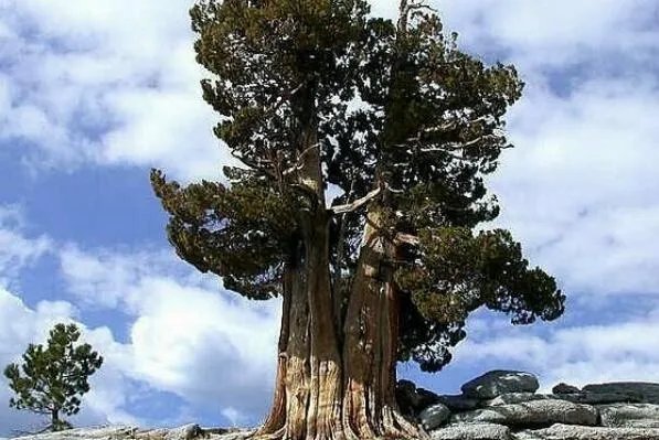 世界最古老的十棵树，中国上榜五棵，第一有1.3万年历史