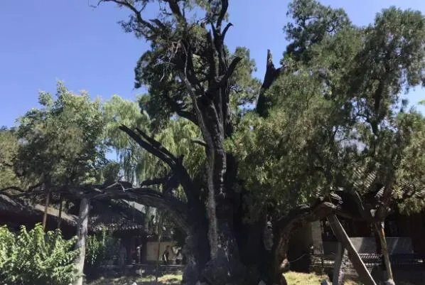 世界最古老的十棵树，中国上榜五棵，第一有1.3万年历史