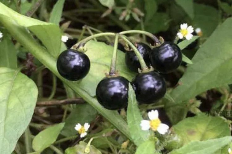 中草药黄精图片大全