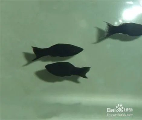 ​黑玛丽鱼的特性是什么 如何饲养