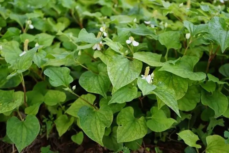 鱼腥草长什么样图片