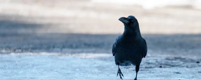 乌鸦反哺的故事 乌鸦反哺的故事简短