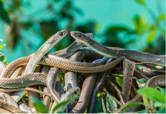 女人做梦梦到好多蛇是什么意思 女人做梦梦到好多蛇有什么预兆