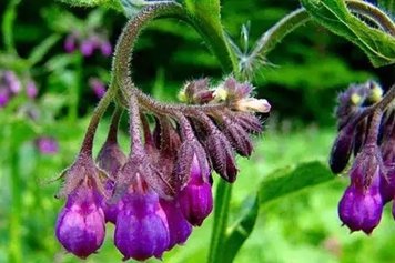 紫草的功效与作用