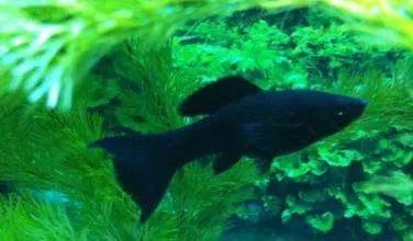 ​黑玛丽鱼的特性是什么 如何饲养