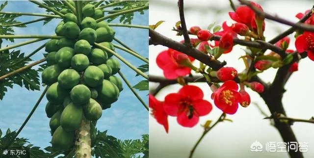 投我以木瓜的木瓜是什么