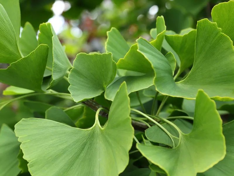 银杏叶片的副作用