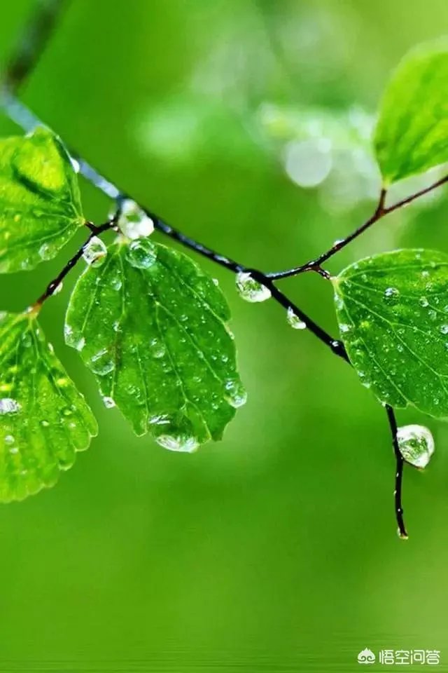 你的手机桌面是什么图片?可以让大家观看一下么?