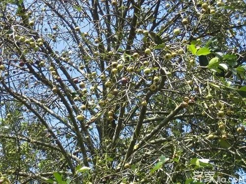 山竹树图片 一起来认识一下山竹树吧