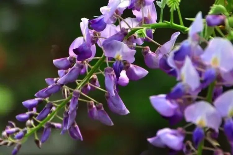 葛花长什么样子图片