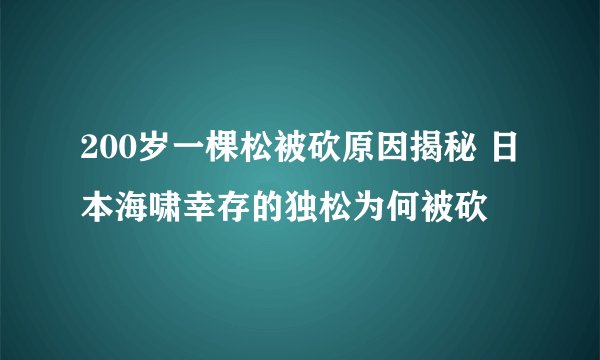 200岁一棵松被砍原因揭秘 日本海啸幸存的独松为何被砍