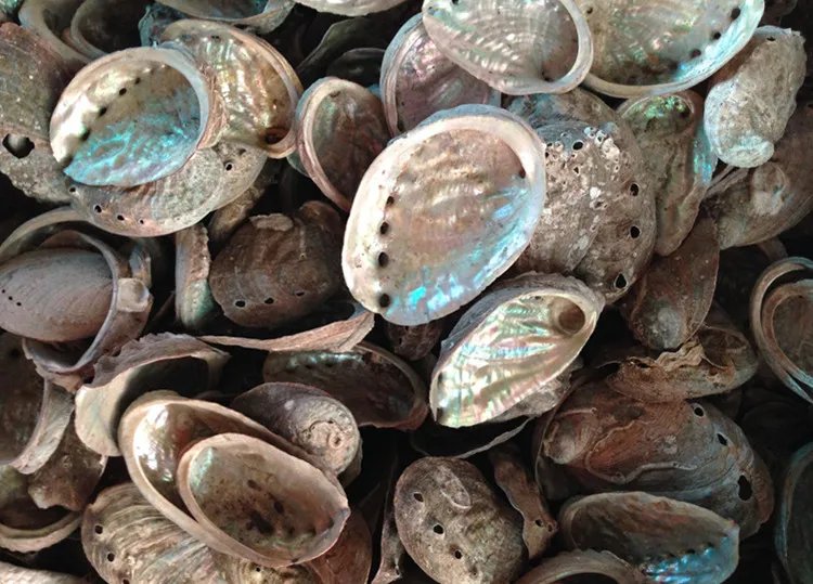 石决明的功效与作用