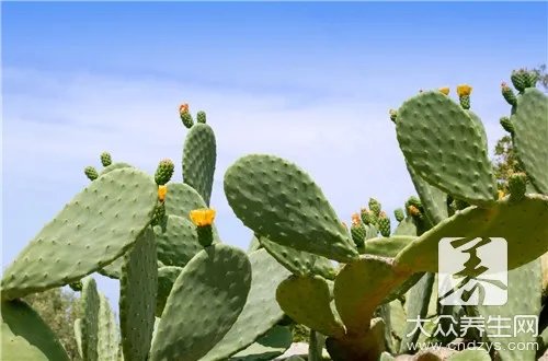 仙人掌花怎样食用方法