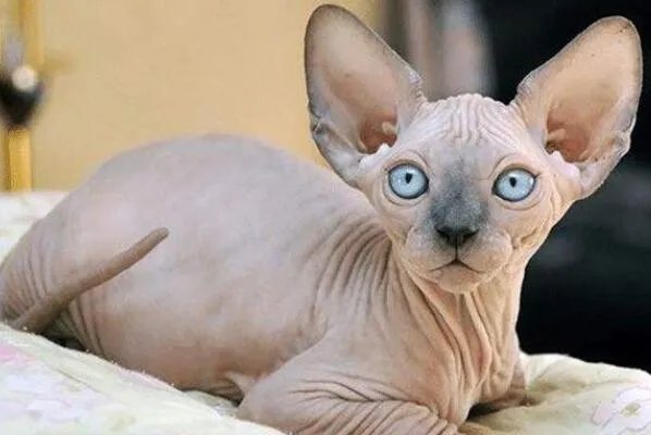 俄罗斯猫品种大全—俄罗斯十大名猫