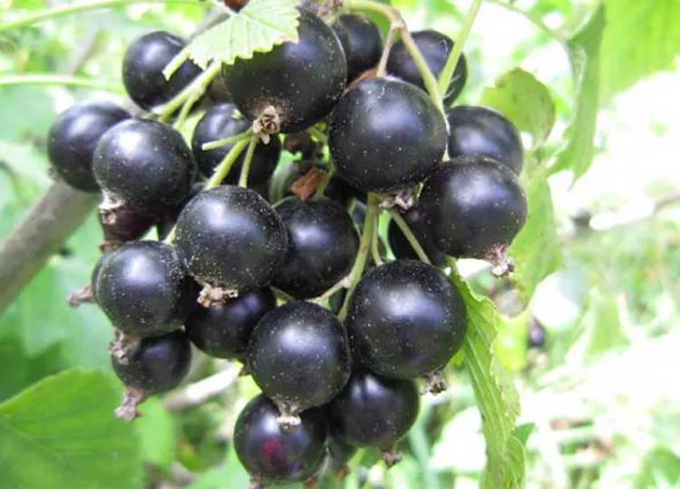 黑加仑的功效与作用