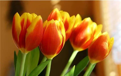 象征友谊的花  6大友谊之花盘点