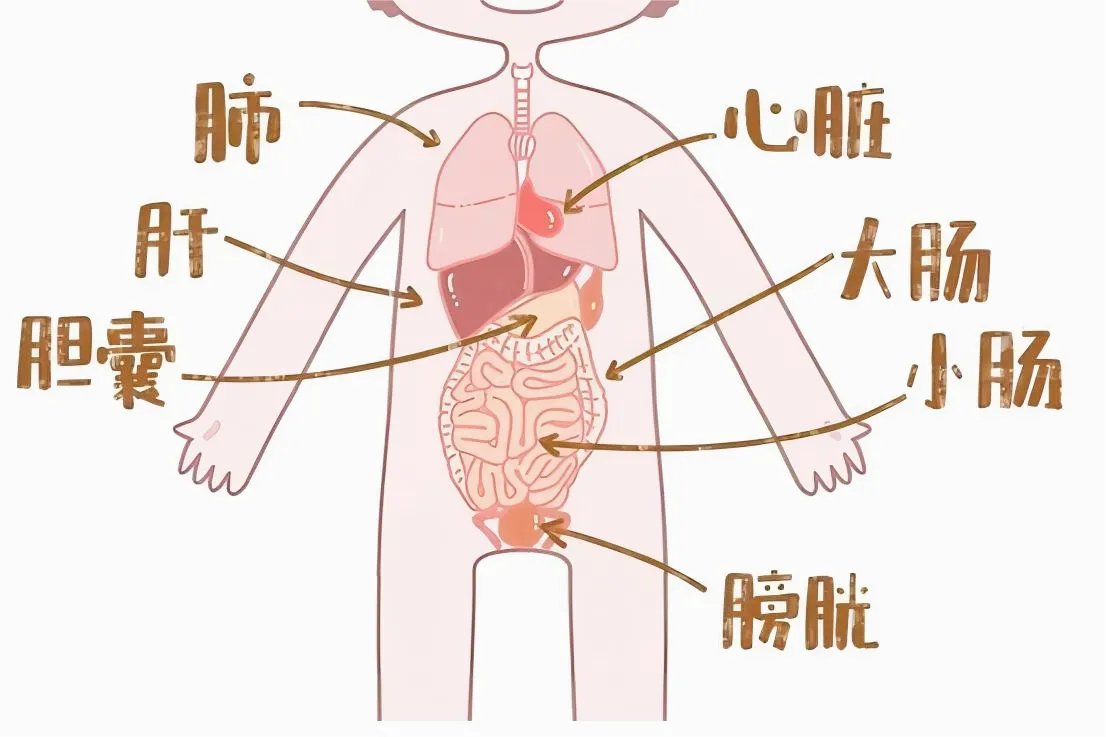 人身体器官分布图