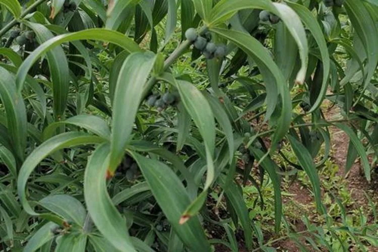 中草药黄精图片大全