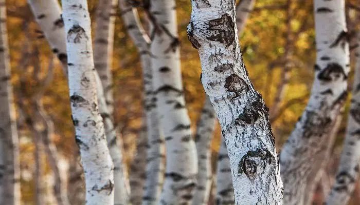 海里有什么动植物 海里的动植物有哪些