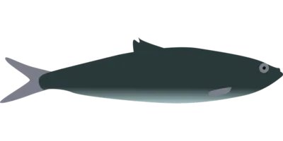 鲑鱼降钙素对肾功能有影响吗