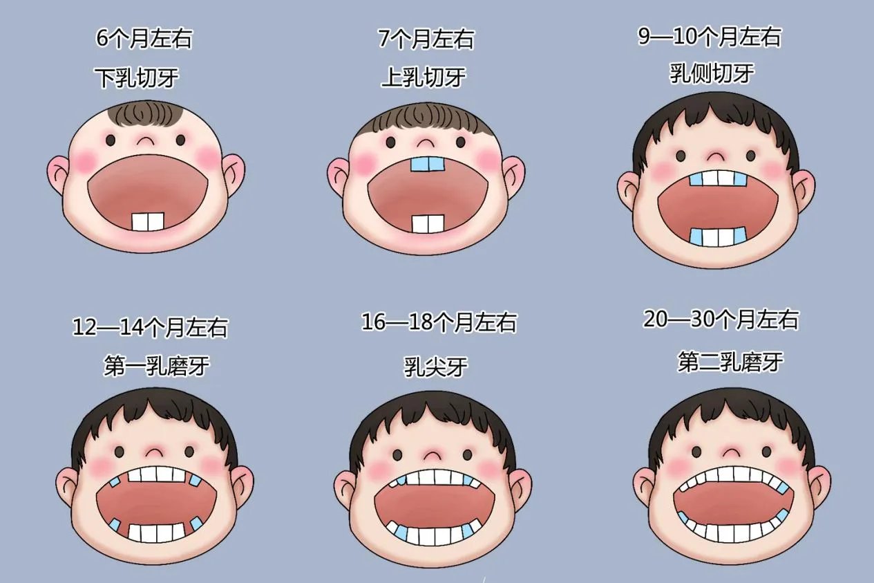 宝宝出牙的顺序图