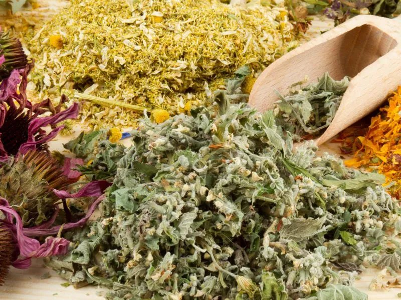 桑寄生的功效与作用